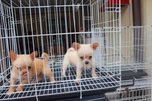 adoptovat �t��ata civava