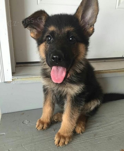 adoptovat �t��ata n�meck�ho ov��ka