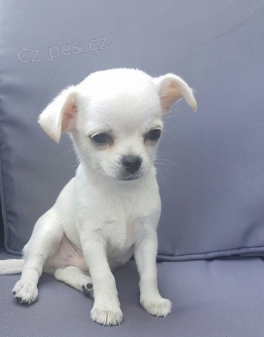 kr�sn� �t���tka �ivavy k dispozici