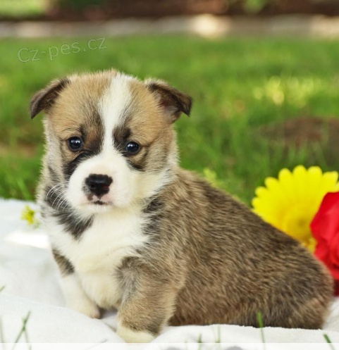 N�dhern� �t���tka Welsh Corgi (Pembroke)pro dobr� domov