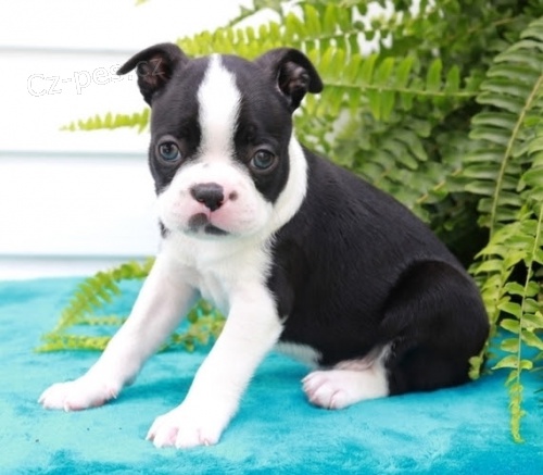 Bostonsk� teri�r