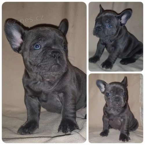 Francouzky Buldo�ky