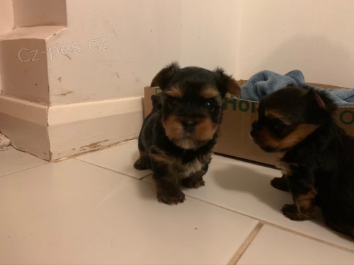 Rozko�n� jork��rsk� teri�r �t��at