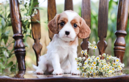 Milujc kavalr King Charles Spaniel