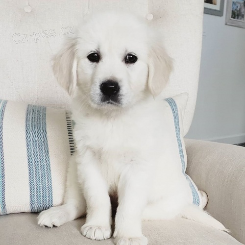 roztomil� �t���tka zlat�ho retr�vra