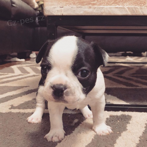 roztomil� �t��ata Bostonsk�ho teri�ra