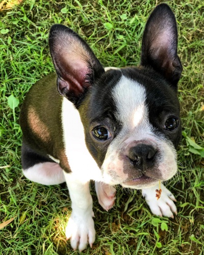 roztomil� �t��ata Bostonsk�ho teri�ra