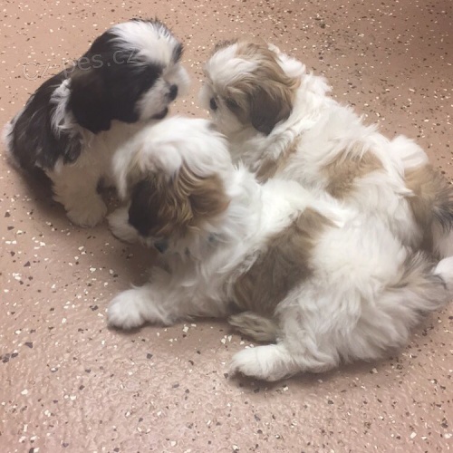 roztomil� shih tzu �t��ata.