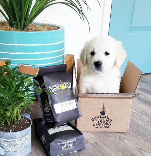 roztomil� �t���tka zlat�ho retr�vra