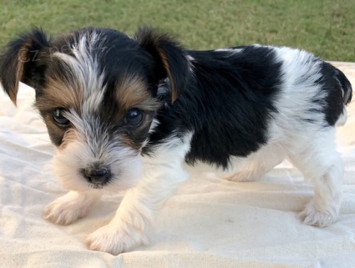 Biewer Jork��r�t� teri��i