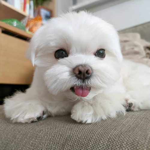 Kr�sn� �t���tka malt�tina