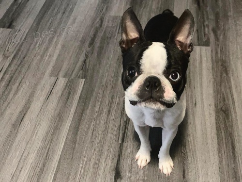 roztomil� �t��ata Bostonsk�ho teri�ra