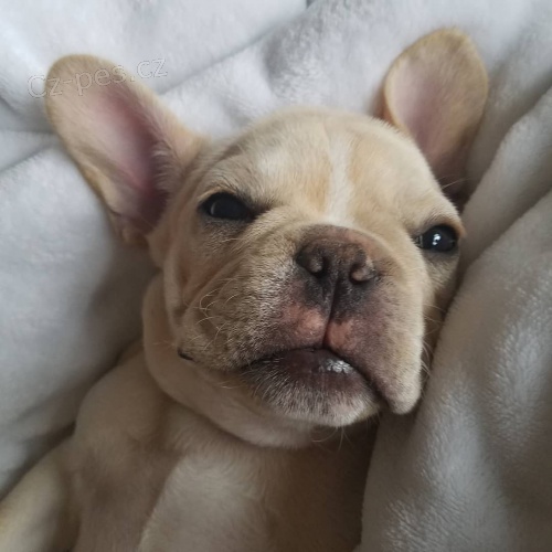 roztomil� �t��ata francouzsk�ho buldo�ka.