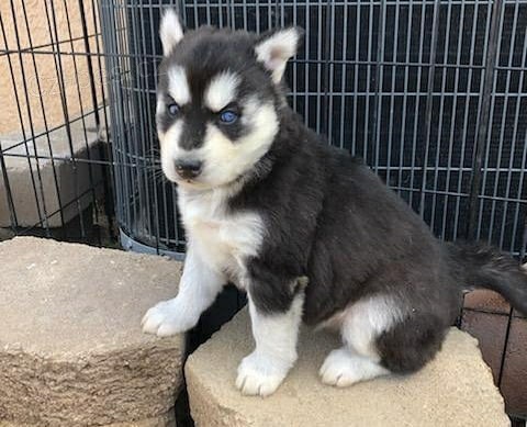roztomil� �t���tka sibi�sk�ho husky