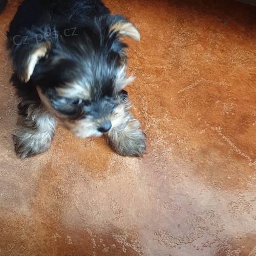 roztomil� �t���tka z jork��rsk�ch hra�ek