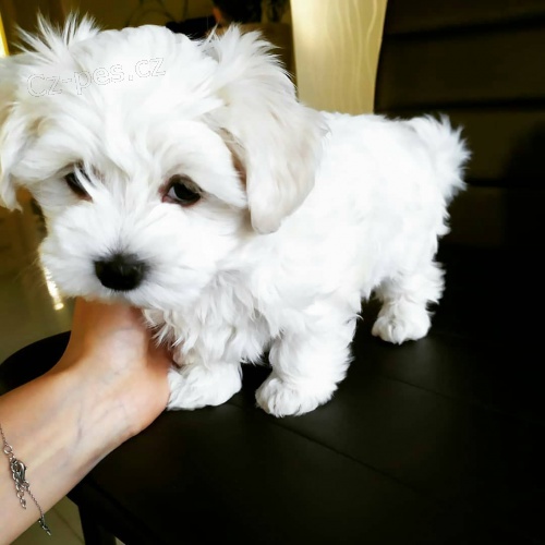 Kr�sn� �t���tka malt�tina