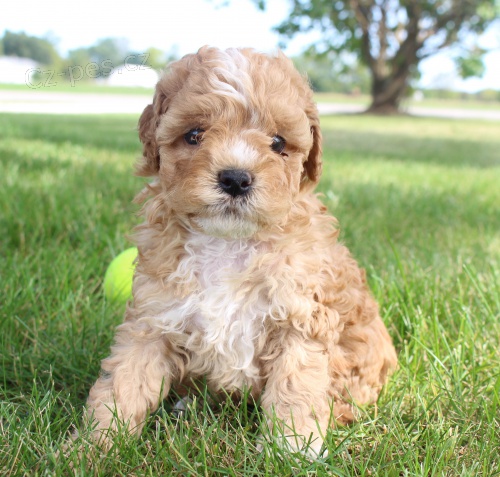 kaval�r king charles / pudl mix �t��ata