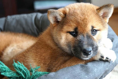 Shiba Inus pro nov� domovy k adopci