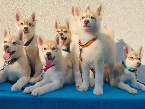 �t��ata Sibi�e Huskyho