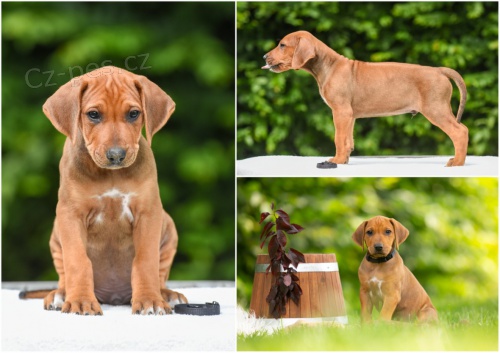 �t�n� Rhod�sk�ho Ridgebacka