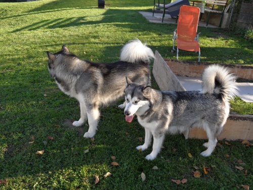 Alja�sk�  Malamute jsou k dispozici co nejd��ve