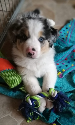 2 Australsk� ov��k pro nov� rodi�e