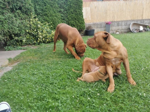 Bordeauxska Doga dispozici jsou �t��ata