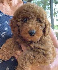 Pudlov� �t���tka k adopci