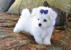 Kr�sn� maltsk� �t���tka k adopci