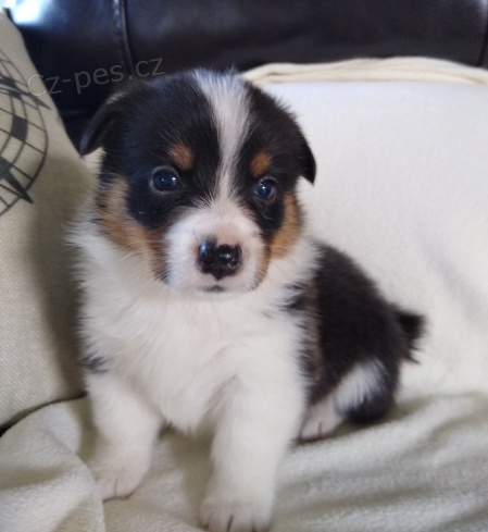 sladk tata velsk Corgi Pembroke pro adopci