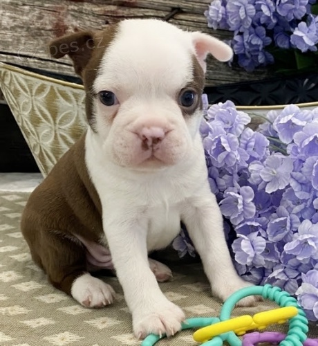 Roztomil� �t���tka Bostonsk� teri�r