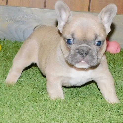 �t��ata Fr. buldoka