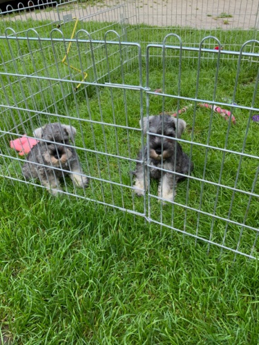 Mal� kn�ra� p+s