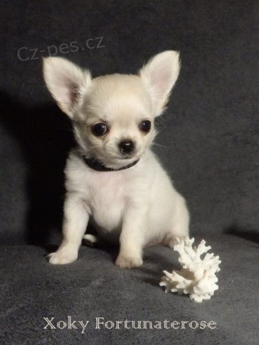 �ivava pejsek s PP