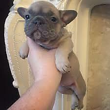 francouzsk� buldo�ek