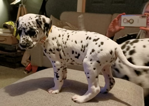 Dalmatin �t�n�tka