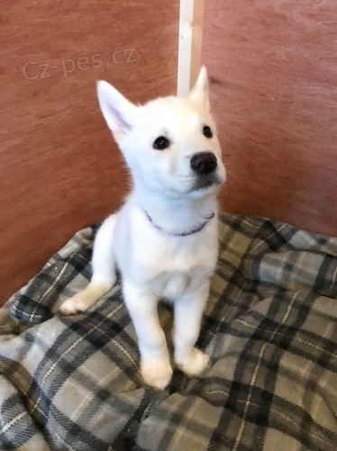 sibi�sk�ch husky