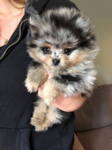 Pomeraniansk�ch Mini