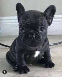 francouzsk� buldok �t��ata