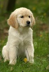 �t��ata zlat�ho retr�vra