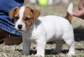 jack russell