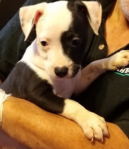 Americk� staford. terier