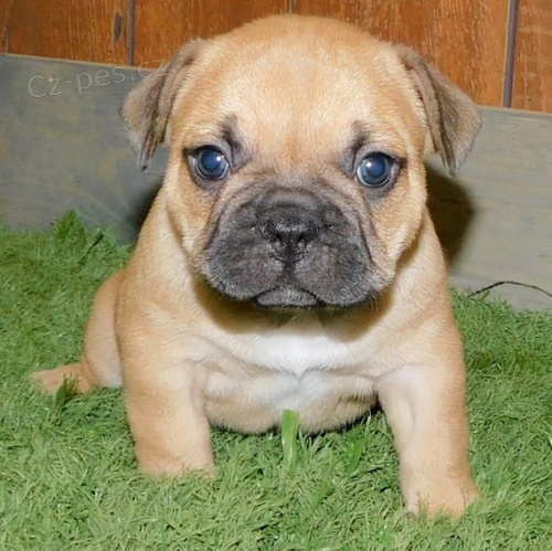   �T��ATA FRANCOUZSK�HO BULDO�KA