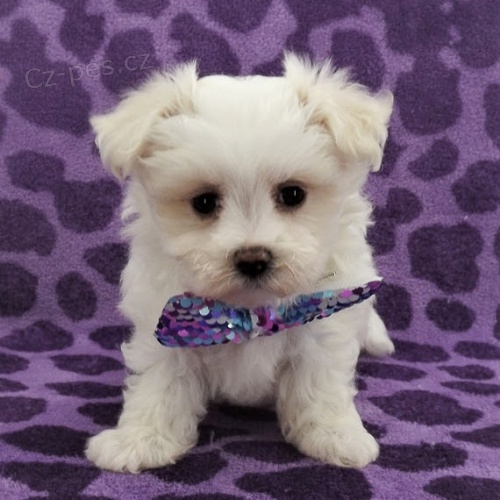   roztomil� maltsk� �t���tka