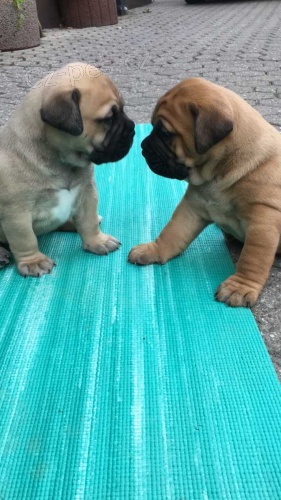 �t��ata jsou  dispozici Bullmastiff pro dobr� p�ijet�