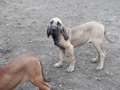 �t��ata fila brazilka fila fila