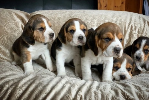 �t��ata Beagle jsou k dispozici na prodej