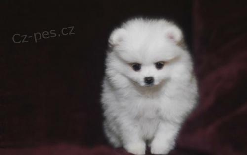   Skv�l� Pomeranian �t��ata