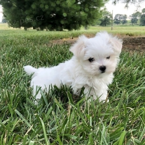   Maltez��ek stenata