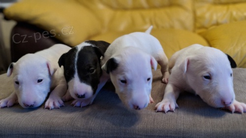   Mini Bulteri�ra Stenata pro prodej